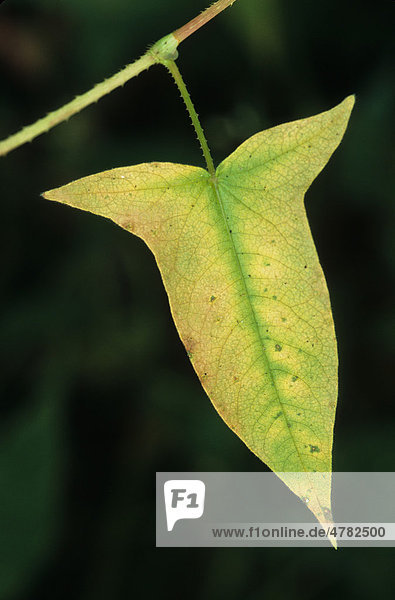 Arrow-leaved Tearthumb (Polygonum sagittatum)  Blatt  im Herbst  Michigan  USA