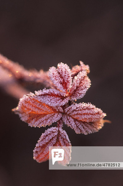 Frost auf Brombeerblättern  Michigan  USA