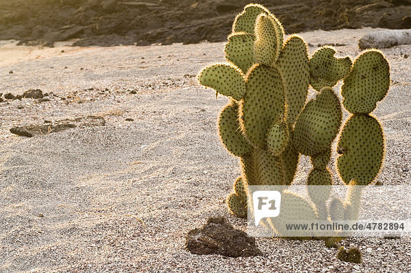 Opuntien-Art (Opuntia echios)  Kaktusfeige  Kakteengewächs  Punta Albemarle  Insel Isabela  Galapagos-Inseln  Süd-Pazifik