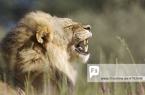 Löwe (Panthera leo)  ausgewachsenes Männchen  Porträt  beim Flehmen  Kgalagadi Nationalpark  Kalahari  Südafrika  Afrika
