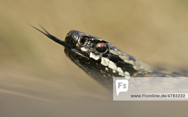Kreuzotter (Vipera berus)  ausgewachsenes Männchen  Nahaufnahme des Kopfes  Zunge bei der Aufnahme von Duftstoffen  Peak District  Derbyshire  England  Großbritannien  Europa