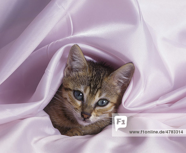 Hauskatze  Bengal-Katze  Kätzchen in einem Bettlaken ruhend