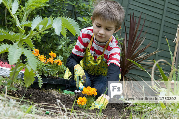 Junger Gärtner  Junge pflanzt Blumen im Garten  Norfolk  England  Großbritannien  Europa