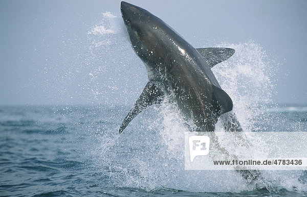 Weißer Hai (Carcharodon charcharias)  räuberischer Vorstoß auf Robbenköder  Seal Island  False Bay  Südafrika