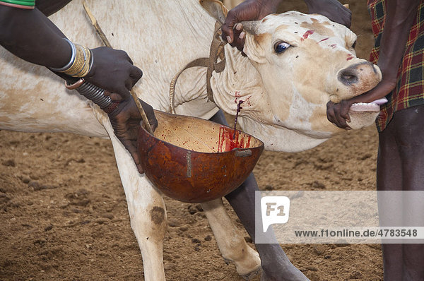 Kuhhirt nimmt Blut von einer Kuh  Nyangatom  oder Inyangatom Volksstamm  Omo-Tal  Äthiopien  Afrika