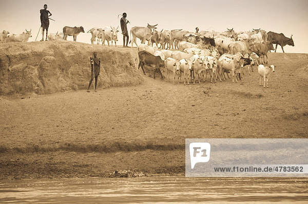 Nyangatom  oder Inyangatom Hirten mit Kühen  Omo-Tal  Äthiopien  Afrika