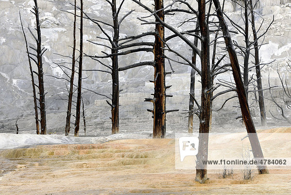 Abgestorbene Bäume der Angel Terrace  Upper Terraces  Kalkstein-Sinterterrassen  Geysire  heiße Quellen  Mammoth Hot Springs Terraces  Yellowstone-Nationalpark  Wyoming  Vereinigte Staaten von Amerika  USA