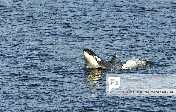 Springende Schwertwale  auch Orca  Killerwal  Mörderwal (Orcinus orca)  Strait of Georgia  Vancouver Island  Kanada