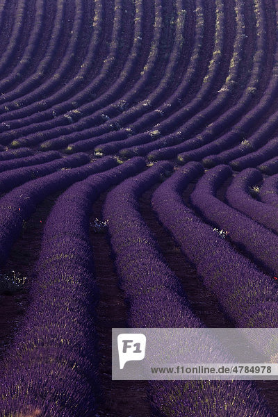 Lavendelfeld (Lavandula angustifolia)  bei Puimichel  Provence  DÈpartement Alpes-de-Haute-Provence  Frankreich  Europa