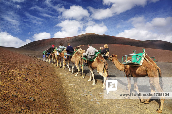 Tourists riding dromedaries in the Timanfaya National Park  Lanzarote  Canary Islands  Spain  Europe