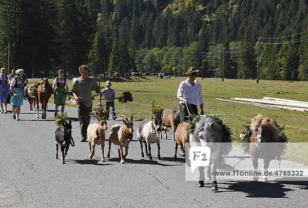 Decorated goats and ponies  cattle drive  Tannheim  Tannheimer Tal high valley  Tyrol  Austria  Europe