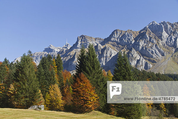Herbstwald auf der Schwägalp mit Säntisgipfel  Kanton Appenzell  Schweiz  Europa