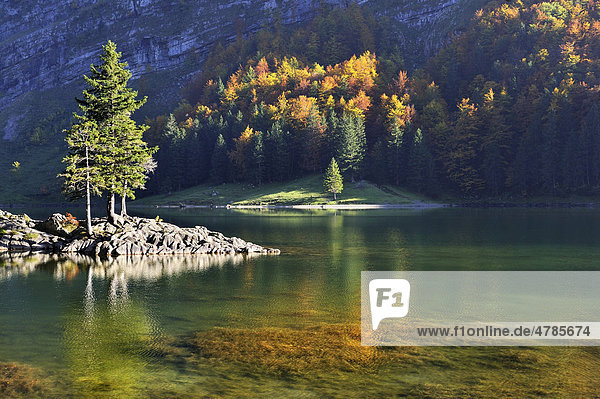 Herbstliche Lichtstimmung am Ufer des 1143 Meter hoch gelegenen Seealpsee  Kanton Appenzell-Innerrhoden  Schweiz  Europa