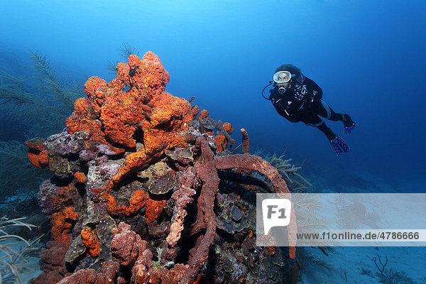 Scuba diver observing a coral block with different sponges  Saint Lucia  Windward Islands  Lesser Antilles  Caribbean Sea