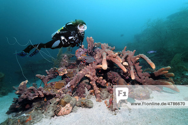Scuba diver observing a coral block with different sponges in front of a coral reef  Saint Lucia  Windward Islands  Lesser Antilles  Caribbean Sea