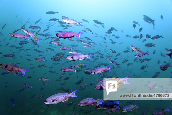 Schwarm Kreolenfische (Clepticus parrae) im Blauwasser  St. Lucia  Inseln unter dem Wind  Kleine Antillen  Karibik  Karibisches Meer