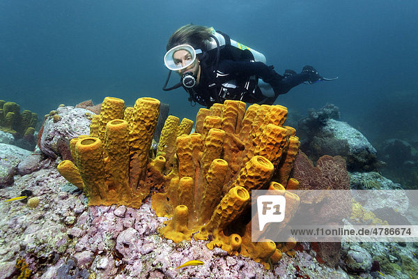 Scuba diver observing Yellow Tube Sponges (Aplysina fistularis) on a coral reef  Saint Lucia  Windward Islands  Lesser Antilles  Caribbean Sea