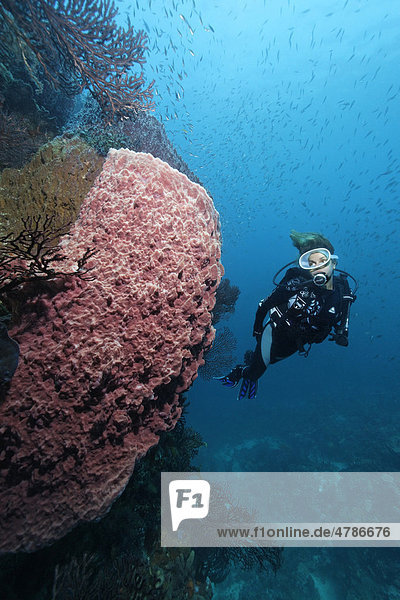 Scuba diver observing a Giant Barrel Sponge (Xestospongia muta) on a coral cliff  Saint Lucia  Windward Islands  Lesser Antilles  Caribbean Sea