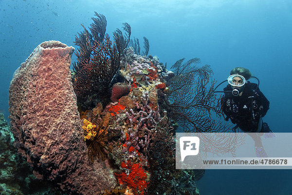 Scuba diver observing a Giant Barrel Sponge (Xestospongia muta) and Gorgonian  also known as Sea Whip or Sea Fan (Iciligorgia schrammi) on the reef top of a coral reef  Saint Lucia  Windward Islands  Lesser Antilles  Caribbean Sea