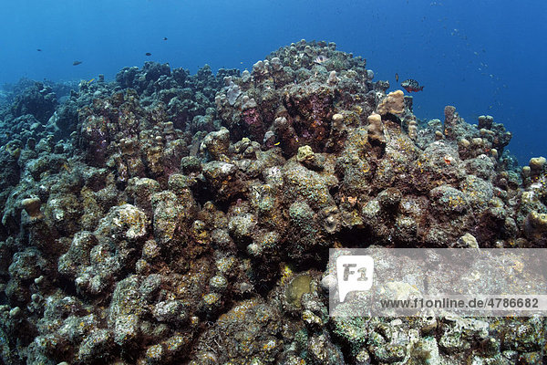 Zerstörtes Korallenriff durch vom Sturm aufgewirbeltes Sediment  St. Lucia  Inseln unter dem Wind  Kleine Antillen  Karibik  Karibisches Meer