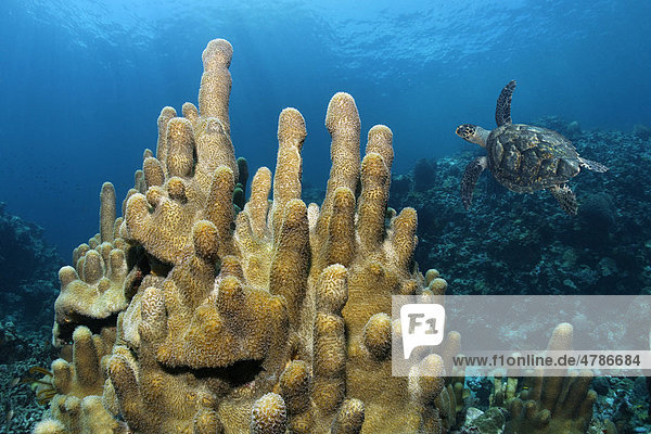 Säulenkoralle (Dendrogyra cylindrus) und Echte Karettschildkröte (Caretta caretta)  St. Lucia  Inseln unter dem Wind  Kleine Antillen  Karibik  Karibisches Meer