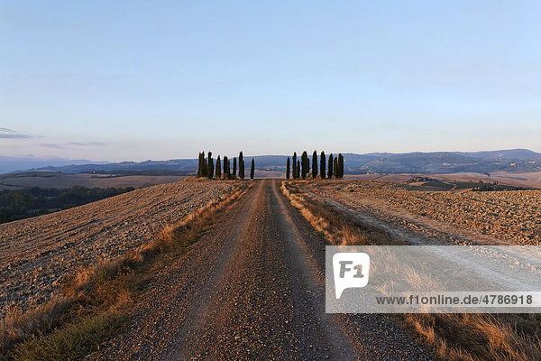 Schotterstraße führt zu einer Gruppe Zypressen  weite toskanische Landschaft  am späten Nachmittag  Orciatal  Toskana  Italien  Europa