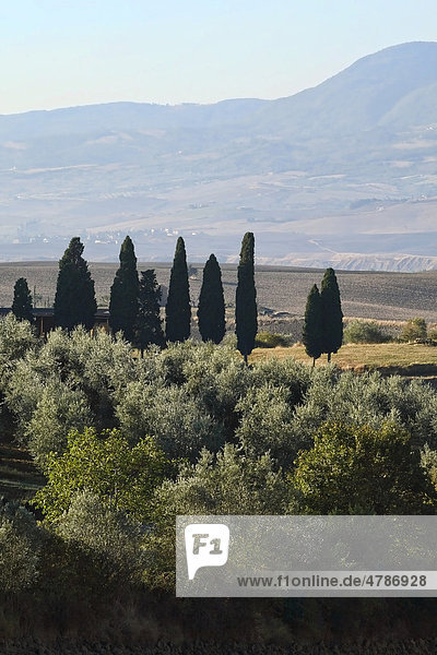Malerische Landschaft im Val d'Orcia  Orciatal  Hügel  Zypressen und Olivenbäume  Toskana  Italien  Europa