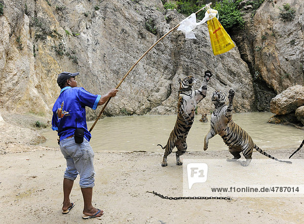 Animal tamer exercising with tigers  Bangkok  Thailand  Asia