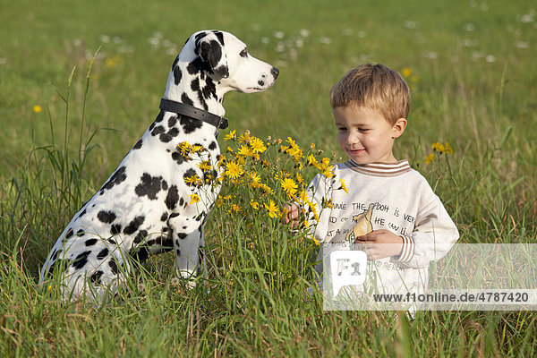 Little boy with Dalmatian in a meadow