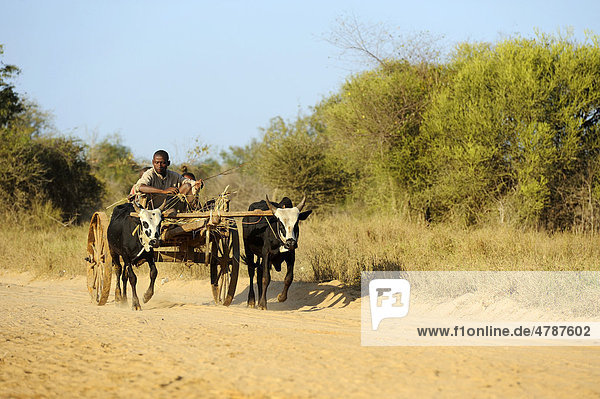 Farmer with cart drawn by two Zebu or Humped Cattle (Bos primigenius indicus)  Morondava  Madagascar  Africa