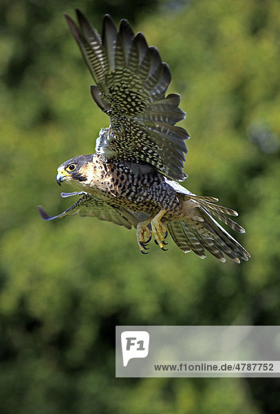 Wanderfalke (Falco peregrinus)  Altvogel  Männchen  fliegend  Deutschland  Europa