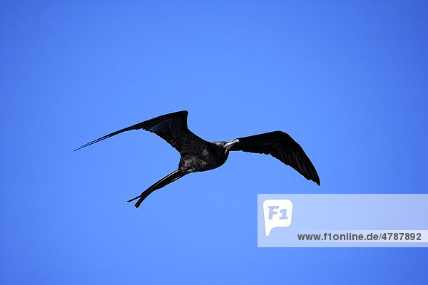 Bindenfregattvogel (Fregata minor)  Männchen  fliegend  Galapagos-Inseln  Pazifischer Ozean
