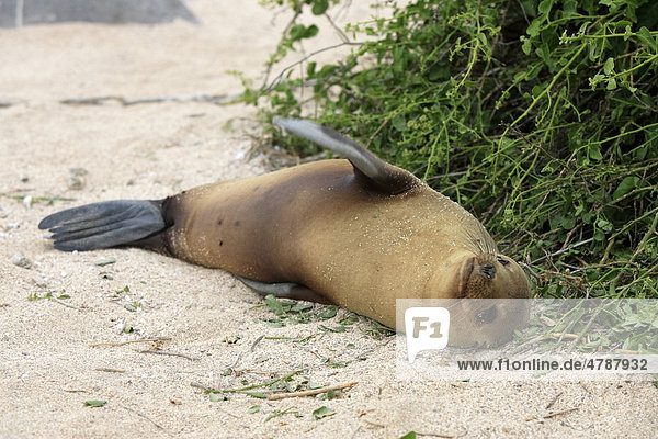 Galapagos-Seelöwe (Zalophus californianus wollebaeki)  Alttier  Weibchen  schlafend  liegend  ruhend  an Land  Galapagos-Inseln  Pazifischer Ozean