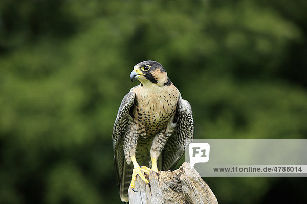 Wanderfalke (Falco peregrinus)  adult  männlich  Warte  Deutschland  Europa