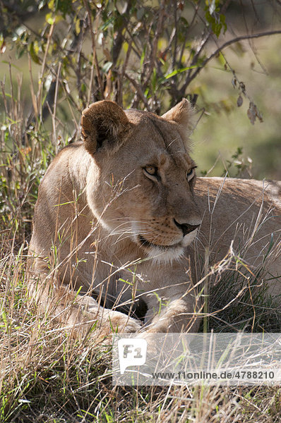 Löwe (Panthera leo)  Masai Mara  Kenia  Afrika
