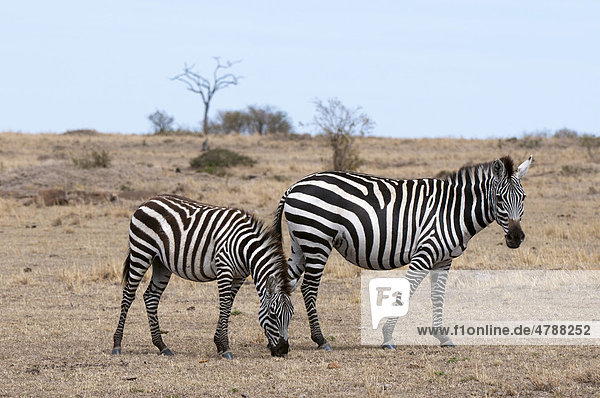 Zebras (Equus quagga)  Masai Mara  Kenia  Afrika