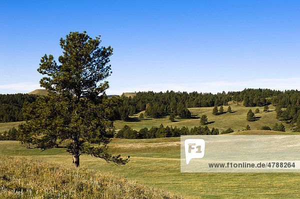 Custer State Park  Black Hills  South Dakota  USA