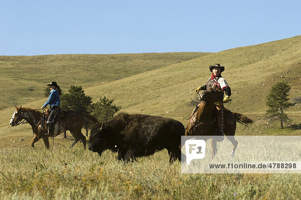 Cowboy pushing herd at Bison Roundup  Custer State Park  Black Hills  South Dakota  USA  America