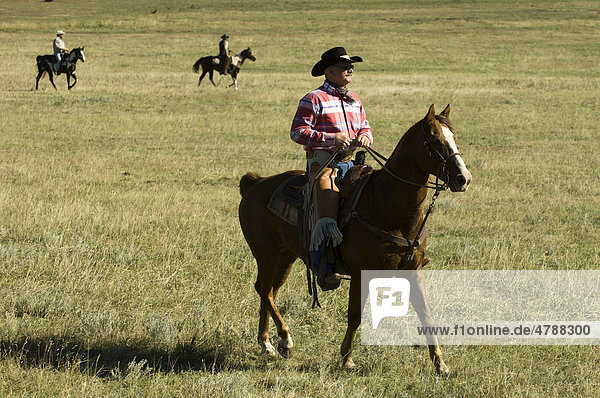 Cowboys at Bison Roundup  Custer State Park  Black Hills  South Dakota  USA  America