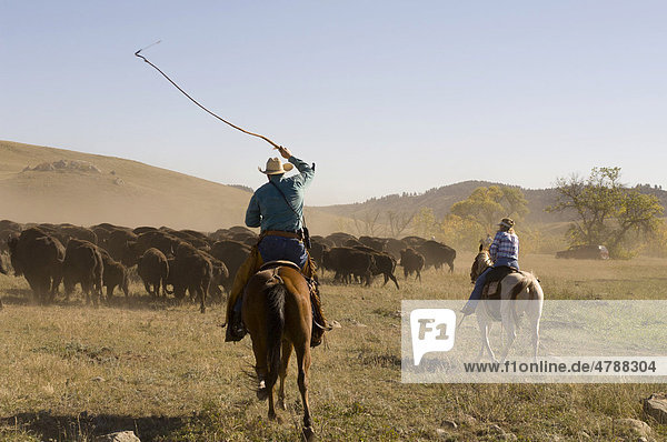Cowboys pushing herd at Bison Roundup  Custer State Park  Black Hills  South Dakota  USA  America