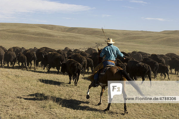 Cowboy at Bison Roundup  Custer State Park  Black Hills  South Dakota  USA  America