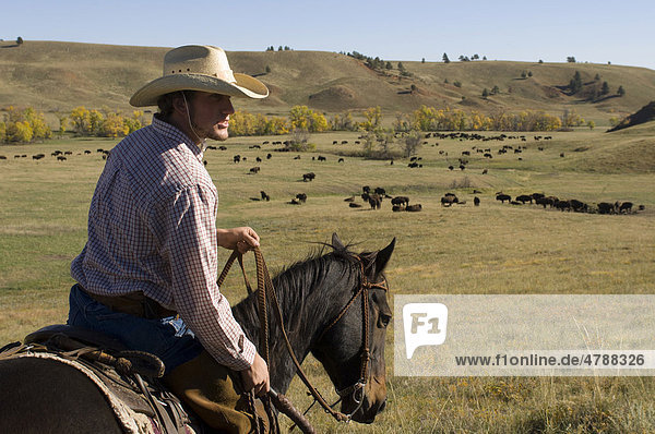 Cowboy Josh Shoemaker Cowboy beim Büffeltreiben  Custer State Park  Black Hills  South Dakota  USA  Amerika