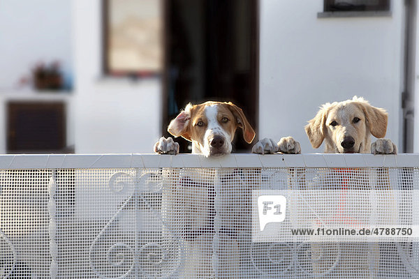 Zwei Hunde am Zaun  Azenhas do Mar  Sintra  Portugal  Europa