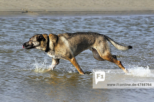 Mischling  Haushund läuft im Wasser