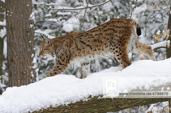 Luchs (Lynx lynx) im Schnee