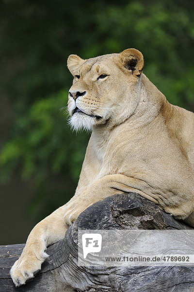 Löwe (Panthera leo)  weiblich