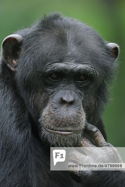 Zwergschimpanse  Bonobo (Pan paniscus)  Porträt