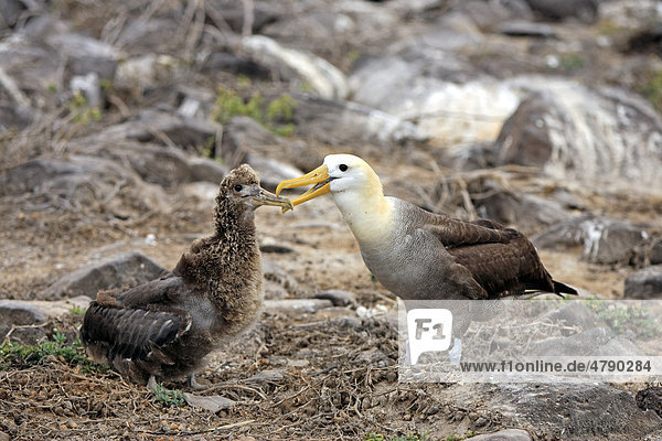 Galapagos-Albatros (Diomedea irrorata)  Altvogel beim Füttern eines Kükens  Galapagos-Inseln