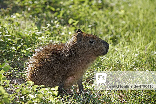 Capybara oder Wasserschwein (Hydrochoerus hydrochaeris)  Jungtier sitzend  Pantanal  Mato Grosso  Brasilien  Südamerika