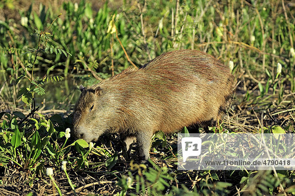 Capybara oder Wasserschwein (Hydrochoerus hydrochaeris)  Alttier beim Fressen  Pantanal  Mato Grosso  Brasilien  Südamerika
